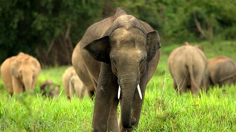 Uttar Pradesh to get a new Terai Elephant Reserve near Dudhwa & Pilibhit Tiger Reserve