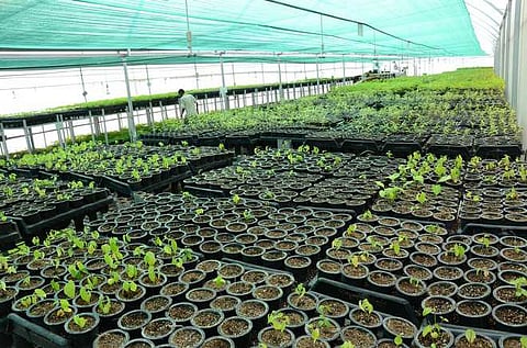 New excellence centres & hi-tech nurseries to boost horticulture in UP