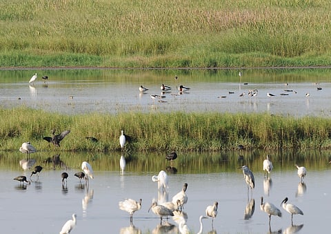 Biodiversity conservation in Goa gains pace; 6 water bodies to be termed wetlands