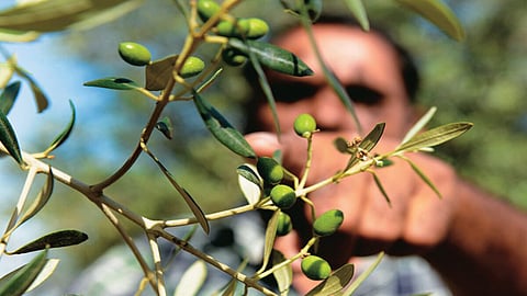 Now get high-grade honey, oil & vinegar made from olives at Jaipur's new Raj Olive Store