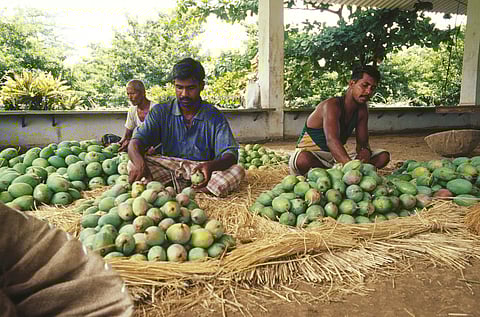 Low mango yield in Lucknow's Malihabad & nearby areas to upset aam admi!