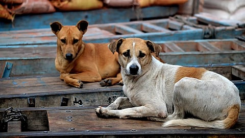 BMC to set up dedicated feeding areas for stray dogs in Mumbai