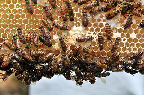 India's first 'Honey Village' to come up in Maharashtra's Manghar