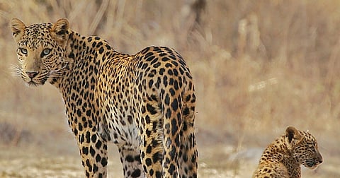 Jaipur becomes the only Indian city with 2 leopard reserves with the opening of Amagarh project