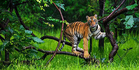 Maharashtra State Wildlife Board clears proposal for 12 new conservation sanctuaries & 3 reserves