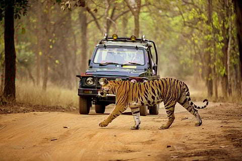 Booking jungle safaris in Rajasthan is made simple with advanced online features