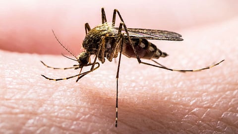 COVID surveillance system to be used for fighting vector-borne diseases in UP