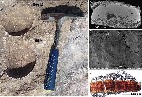 New-found dinosaur eggs near Indore prove that dinosaurs, birds & crocodiles are related!