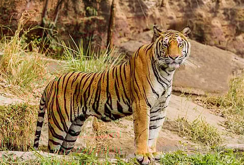 Knocksense Shorts| Indore Zoo has some plans for you this International Tiger Day