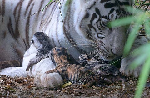 India’s first tricolour cubs born to white tigress Ragini at Indore zoo