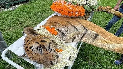 सबसे बुजुर्ग रॉयल बंगाल टाइगर 'राजा' का निधन