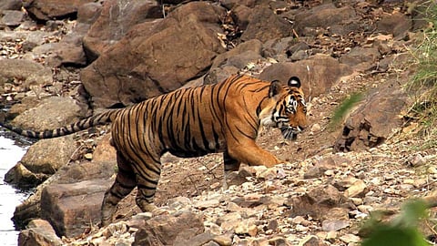 4-year-old tiger, 'Shivaji' transferred to Jaipur's Nahargarh Biological Park