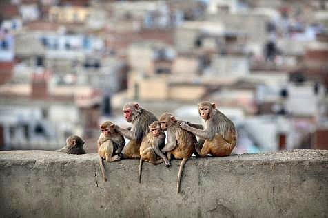New home for your leaping neighbours; 4 monkey forests coming soon in Lucknow