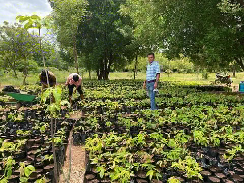 UP Government plans on using medicinal plants to treat severe diseases
