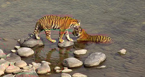 Eco-tourism in UP: Major development in store for Amangarh Tiger Reserve