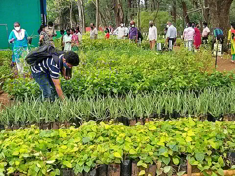 Lucknow's CSIR-CIMAP scientists develop a high-yielding variety of Oregano