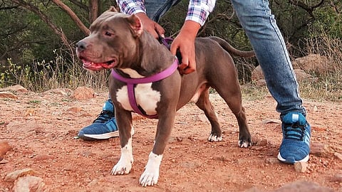 PETA urges admin to ban breeding and sale of illegal dog breeds in UP