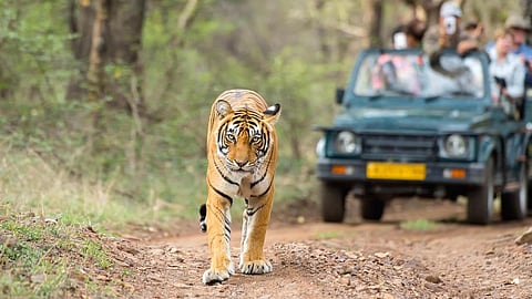 Night safari in Lucknow | Get ready to go on new adventures in the jungles of Kukrail