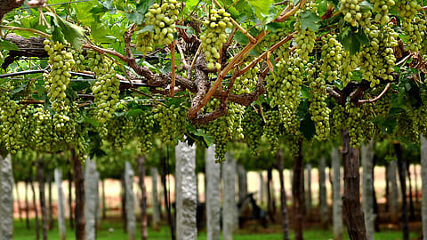 Muzaffarnagar will soon house UP's first fruit winery and we're planning a trip already!