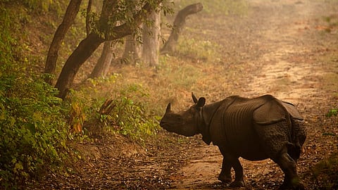 Drive from Lucknow to Bahraich's Katarniaghat Sanctuary, the new home to one-horned rhinoceros