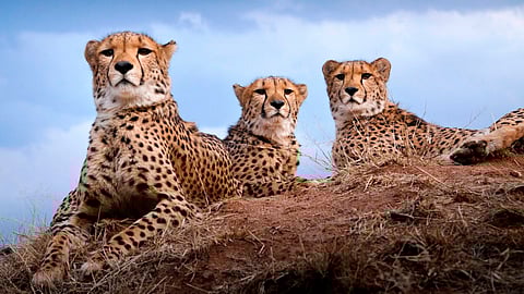 Cheetah Translocation project set to motion with relocation of 5 Cheetahs to Kuno National Park