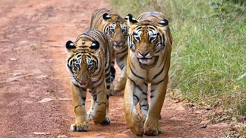 18 new reserves and 7 sanctuaries to boost wildlife conservation in Maharashtra