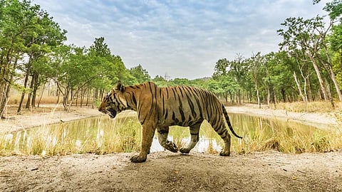 Into the wild: Tiger reserves in MP finally open for visitors after 3 months of monsoon