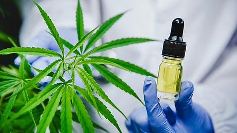 IIT-Kanpur & NAP Limited sign MoU to develop new varieties of medicinal hemp seeds