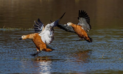 National Wildlife Week: Lucknow Zoo is summoning the adrenaline junkie in us & we must go!