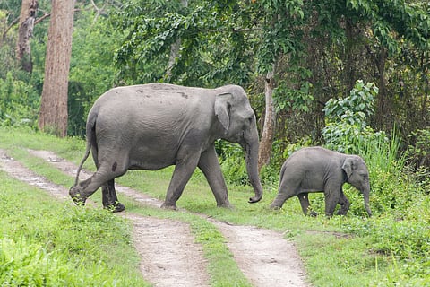 UP's Pilibhit Tiger Reserve to become home to 4 new elephants from Karnataka