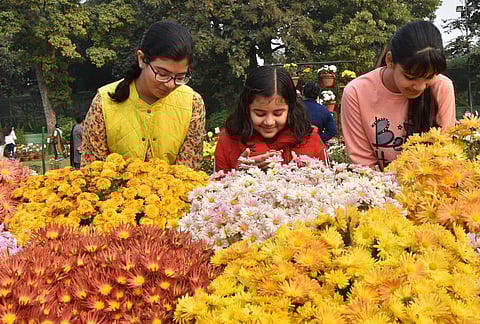 Heralding a colourful winter, NBRI's Crysanthemum & Coleus Show to return to Lucknow in December
