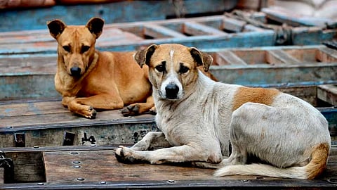 DSPCA to mark designated spaces for feeding stray dogs in Goa
