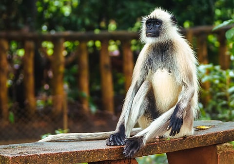 This is how authorities in Lucknow are keeping a check on marauding monkeys