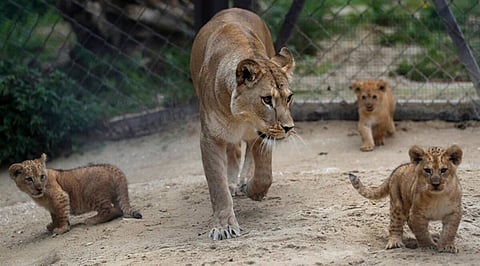 Indore zoo welcomes new Simbas; Lioness Sundari delivers three cubs this Monday