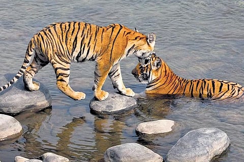UP to come up with a tiger conservation body for Amangarh Tiger Reserve