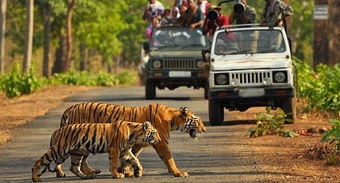 A wild retreat: Take the wayfarer in you for a jungle safari at Amangarh Tiger Reserve