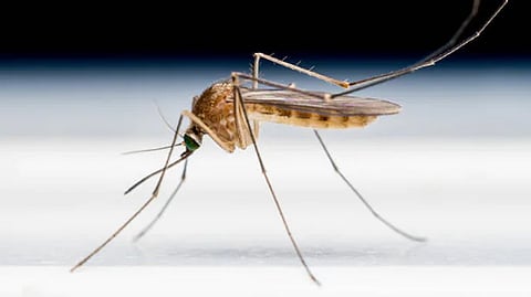 Knocksense Shorts | Is Zika lurking close? 2 disease-carrying mosquitoes found in Kanpur
