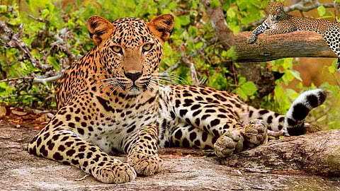 Knocksense Shorts| With over 100 leopards, Jaipur might soon be the Leopard Capital of the World