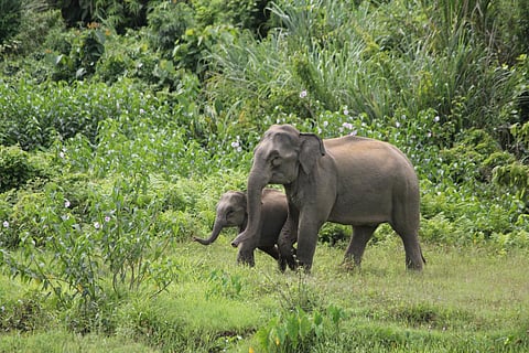 Elephants in UP to get a new home; state govt. to establish new Terai Elephant Reserve