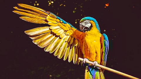 Exotic Macaw Parrot found abandoned in Indore given new home at city zoo