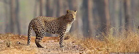 Knocksense Shorts | Leopard on the loose in Kanpur; Last spotted in Panki