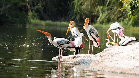 A wildlife excursion: Getaway to Bundelkhand for a lively UP Nature and Bird Festival