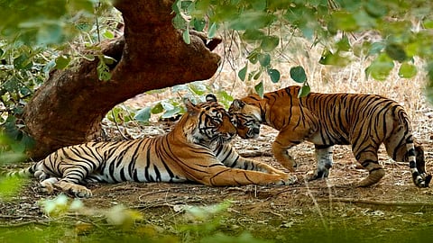 Get ready for an enthralling Jungle Safari in Kanpur