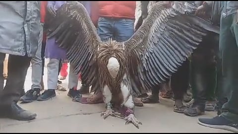 A near-threatened Himalayan Griffon Vulture found & rescued in Kanpur