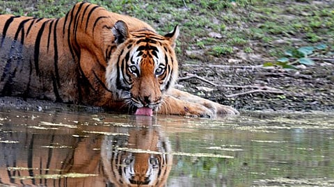 Dudhwa: A jungle safari near Kanpur, ought to be a must-visit this year