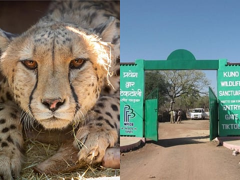 Kuno National Park in MP set to welcome a dozen more cheetahs this Saturday