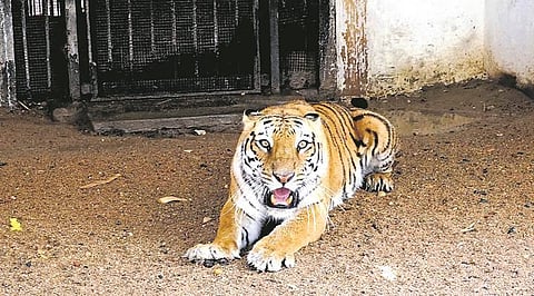 Ahmedabad zoo all set to welcome two tigresses from Aurangabad