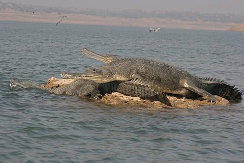 Of Ghariyals and Dolphins: Explore the National Chambal Sanctuary, a 4-hour drive from Kanpur