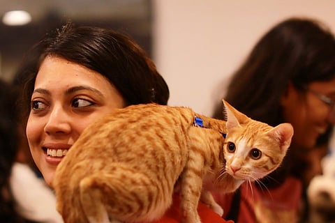 Attention cat lovers: The Championship Cat Show is coming to Ahmedabad on Mar 19