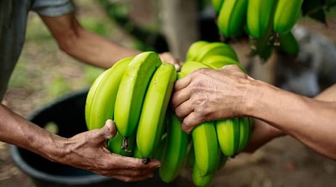 Sustainable innovations: IIT BHU professor trains farmers in art of turning banana stem into paper